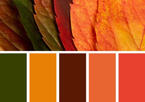 落ち葉の写真と、秋のカラーパレット
