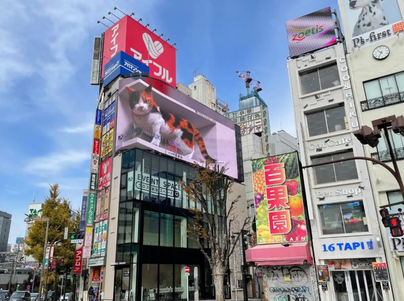 新宿東口のねこ